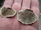 Cerrena unicolor image