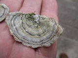 Cerrena unicolor image