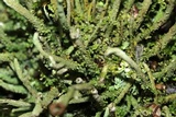 Cladonia coniocraea image