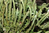 Cladonia coniocraea image