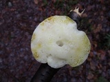 Tyromyces chioneus image