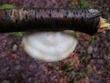 Tyromyces chioneus image