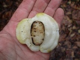 Tyromyces chioneus image