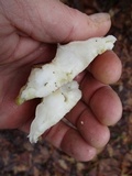 Tyromyces chioneus image