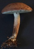 Porphyrellus brunneus image