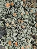 Rhizoplaca chrysoleuca image
