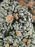 Rhizoplaca chrysoleuca image