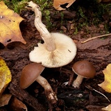 Agrocybe firma image