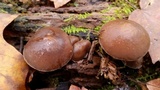 Agrocybe firma image
