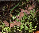 Image of Phyllobaeis imbricata