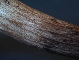 Porphyrellus brunneus image