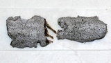 Eopyrenula leucoplaca image