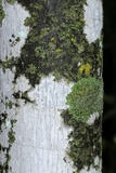 Eopyrenula leucoplaca image