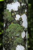 Eopyrenula leucoplaca image