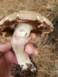 Agaricus moronii image