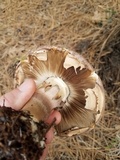 Agaricus moronii image