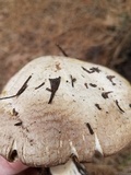 Agaricus moronii image