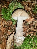 Amanita cinereoconia image