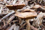 Agrocybe sororia image