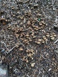 Agrocybe sororia image