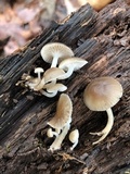 Mycena aprilis image