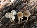 Mycena aprilis image