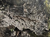 Xylobolus frustulatus image