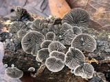 Resupinatus alboniger image