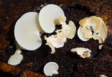 Panellus pusillus image