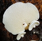 Panellus pusillus image