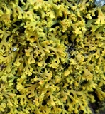 Xanthoria weberi image