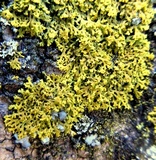 Xanthoria weberi image