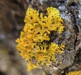 Xanthoria weberi image