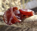 Exidia recisa image