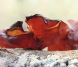 Exidia recisa image