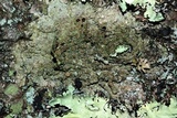 Lecanora chlarotera image