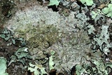 Lecanora chlarotera image
