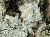 Lecanora glabrata image
