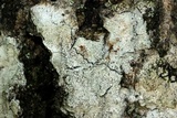 Lecanora glabrata image