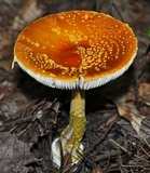 Amanita frostiana image