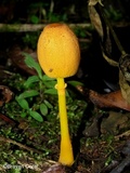 Leucocoprinus brunneoluteus image