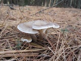 Ampulloclitocybe clavipes image