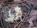 Clavulina coralloides image