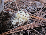 Clavulina coralloides image