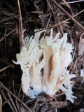 Clavulina coralloides image