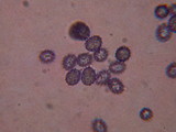 Russula clavipes image