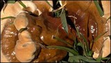 Ganoderma sessile image