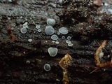 Mollisia cinerea image