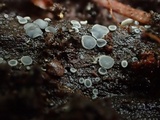 Mollisia cinerea image