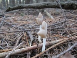 Helvella elastica image